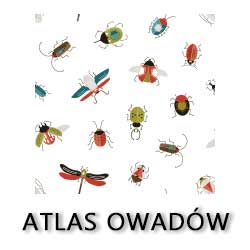 atlas owadów