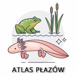 atlas płazów