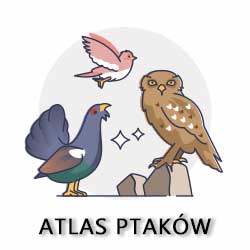 atlas ptaków