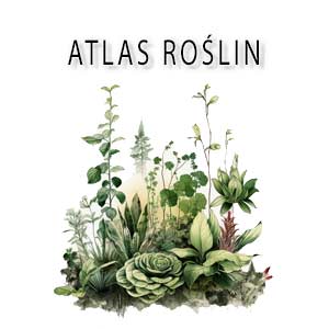 atlas roslin