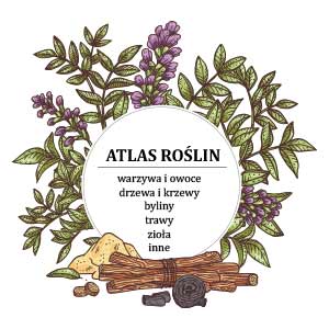 atlas roslin