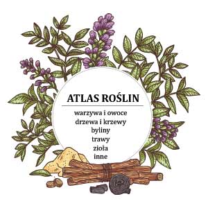 Atlas roślin © sabelskaya - stock.adobe.com