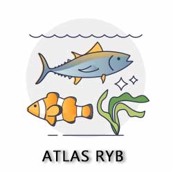 atlas ryb