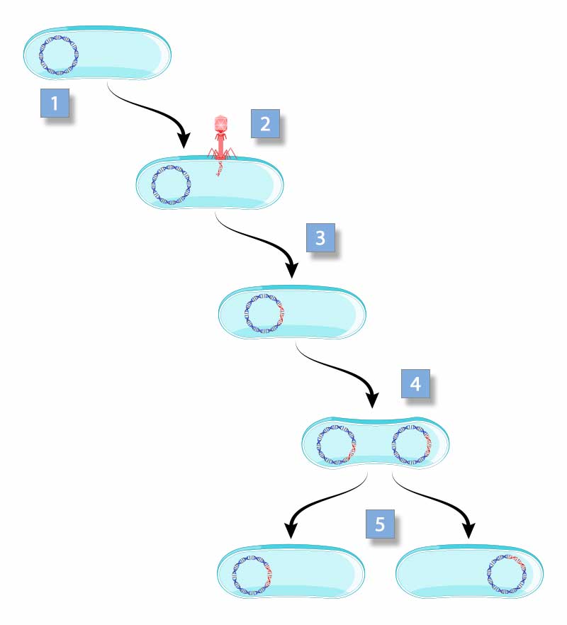 Cykl replikacji bakteriofaga lizogennego