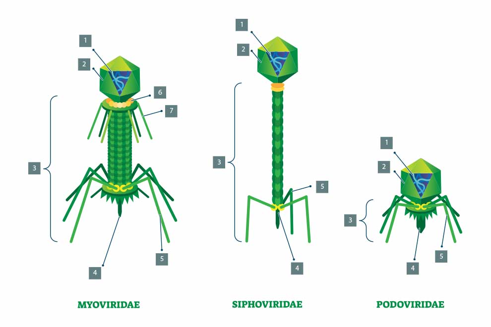 budowa bakteriofagów