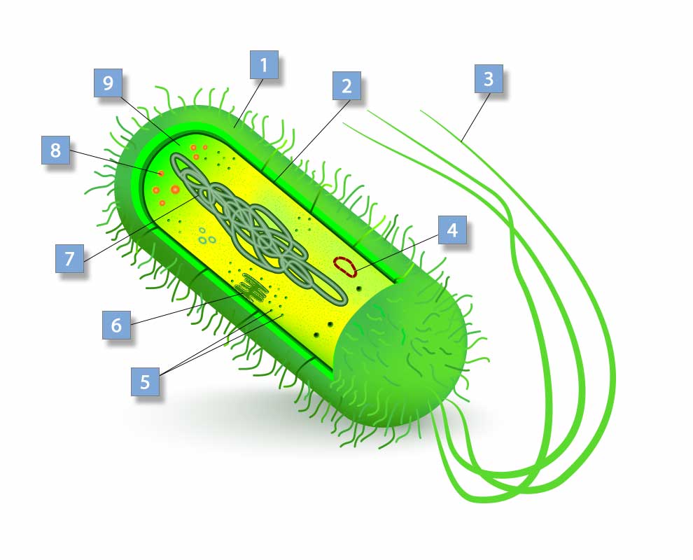 budowa komórki bakterii