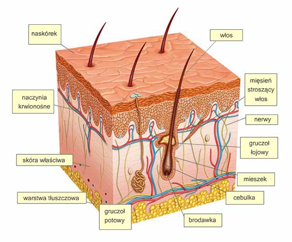Budowa skóry