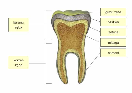 budowa zęba