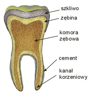 budowa zęba