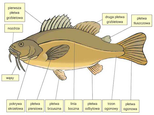 budowa zewnętrzna ryby