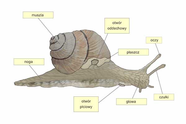 budowa zewnętrzna ślimaka