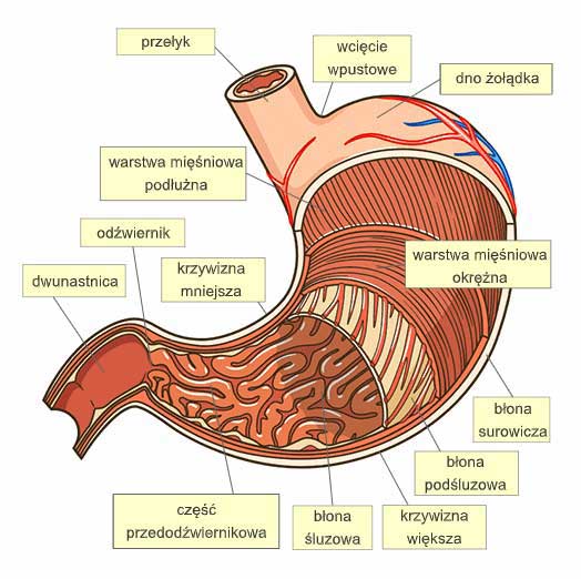 Budowa żołądka
