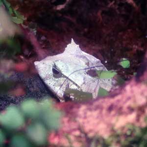 Ceratobatrachidae Medianauka.pl