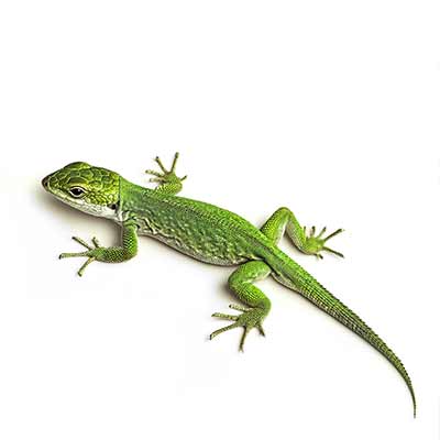 AI generated Gady Polski