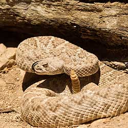 Grzechotniki — fascynujące węże