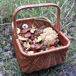 Grzybobranie - jak zbierać grzyby?