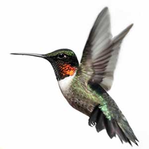 Kolibry