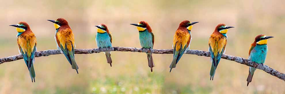 żołny - najbardziej kolorowe ptaki w Polsce