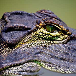 Krokodyle łzy - czy krokodyl płacze?
