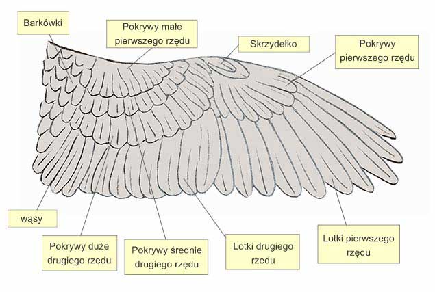 Lotki ptaka, skrzydło ptaka