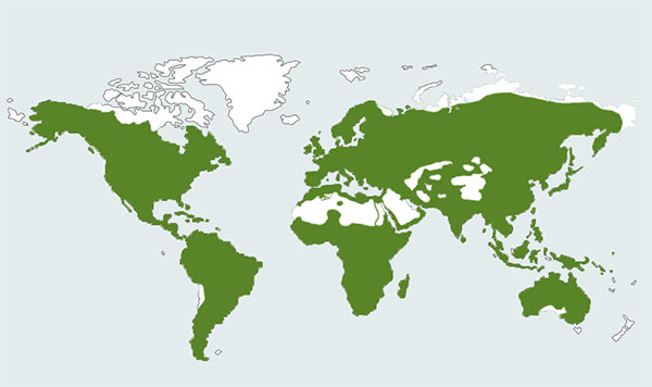 mapa obszarów występowania płazów