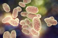 Bordetella pertussis