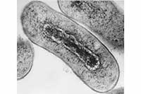 Escherichia coli