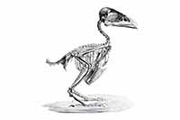 Anatomia zwierząt