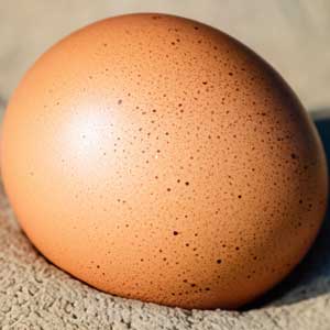 Największe jaja na świecie