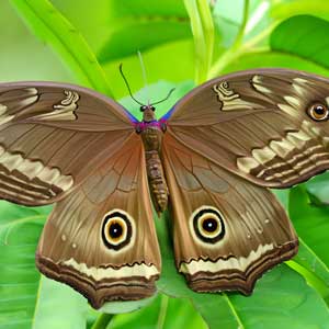 Jaki jest największy motyl świata? 