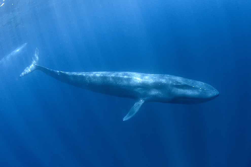 płetwal błękitny - największy ssak świata