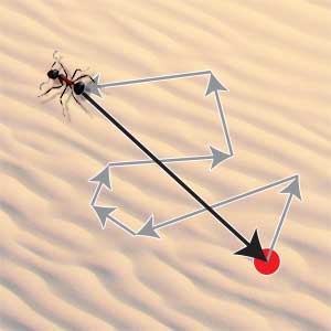 Jak mrówki nawigują i co mają z tym wspólnego wektory?