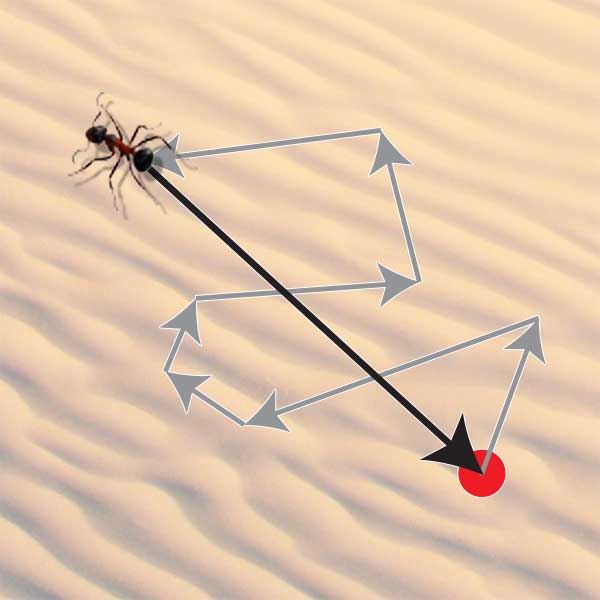 nawigacja mrówek