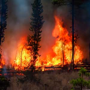 Owady wykrywające pożar lasu