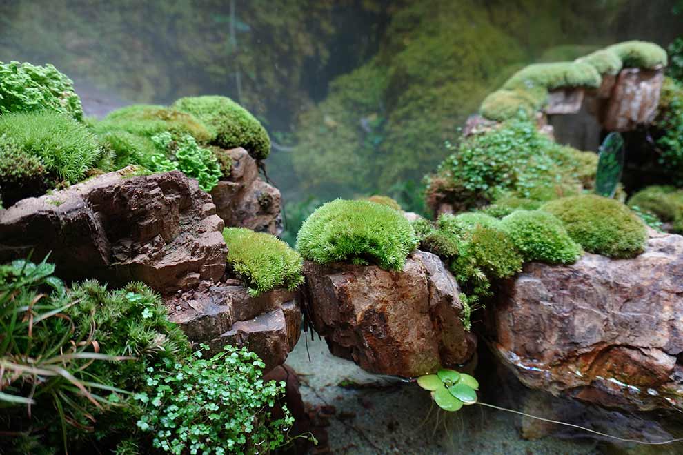 paludarium