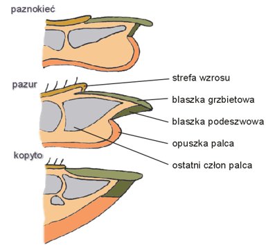 paznokcie, pazury, kopyta - ssaki