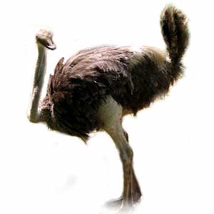 Strusie