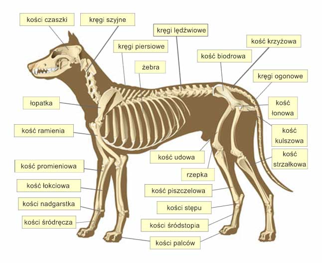 szkielet psa