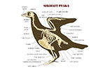 Budowa szkieletu ptaka - ikona