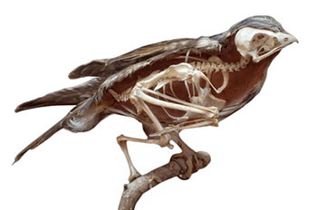 szkielet ptaka