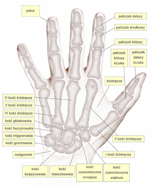 szkielet ręki