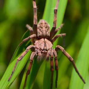 Tarantula