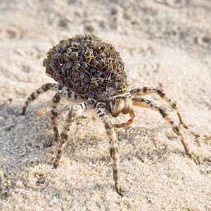 Tarantula