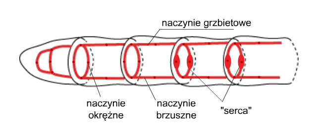 Układ krwionośny dżdżownicy