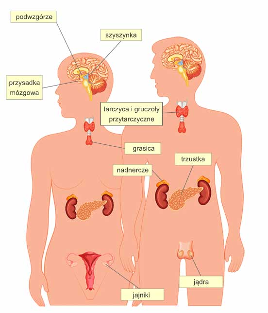 Układ hormonalny cżłowieka