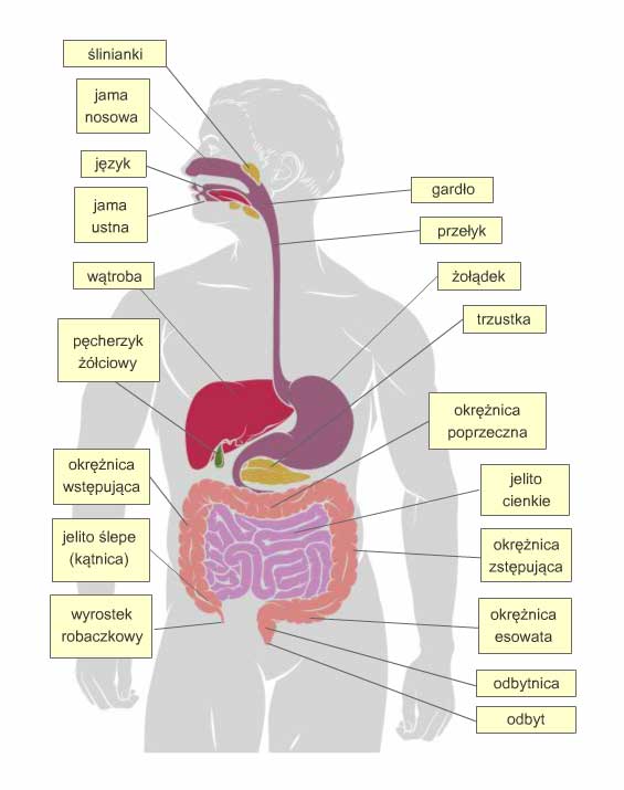 Układ pokarmowy cżłowieka