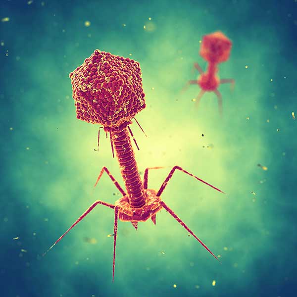 bakteriofagi © nobeastsofierce - stock.adobe.com