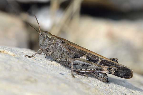 (Aiolopus strepens)