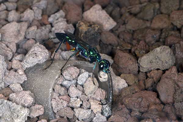 (Ampulex compressa)