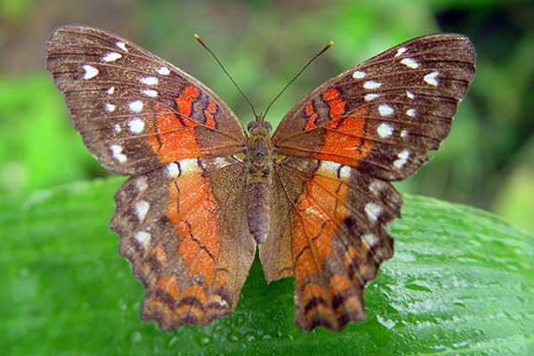 (Anartia amathea)